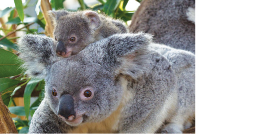 San Diego Zoo